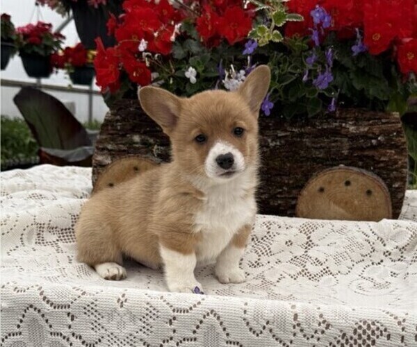 Medium Photo #1 Pembroke Welsh Corgi Puppy For Sale in OWEN, WI, USA