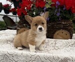 Small Pembroke Welsh Corgi