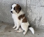 Puppy Charlie American Eskimo Dog-Unknown Mix