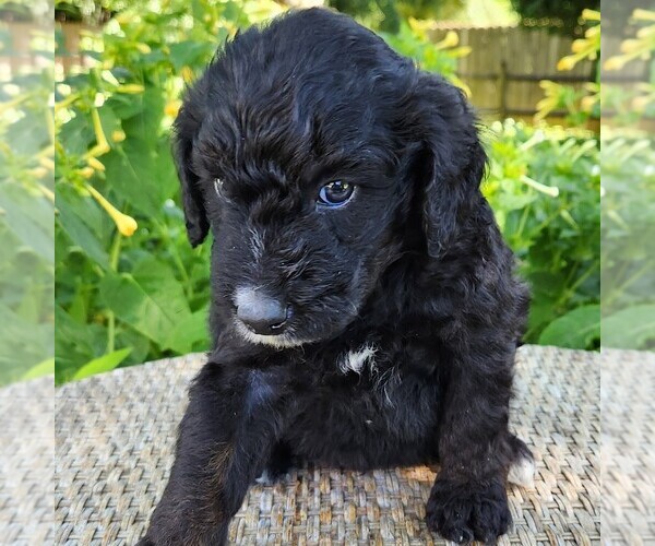 Medium Photo #9 F2 Aussiedoodle Puppy For Sale in COLUMBIA, TN, USA