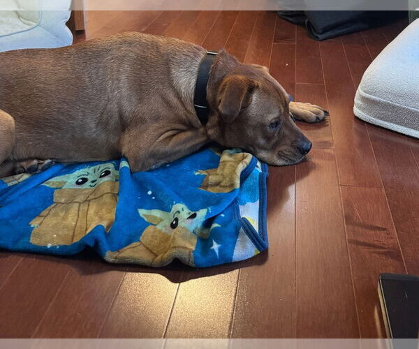 Medium Photo #4 Mutt Puppy For Sale in Springdale, PA, USA