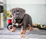 Puppy Stone Victorian Bulldog