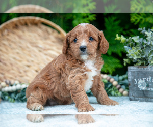 Cavapoo Litter for sale in KIRKWOOD, PA, USA