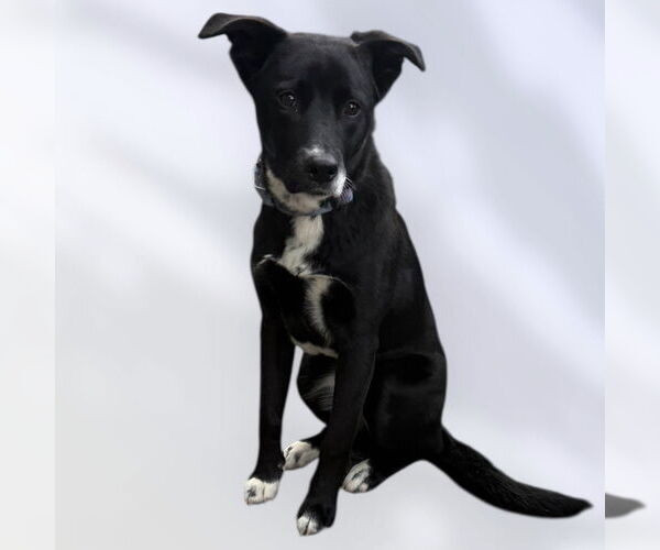 Medium Photo #1 Mutt Puppy For Sale in Rockville, MD, USA