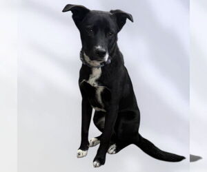 Mutt Dogs for adoption in Rockville, MD, USA