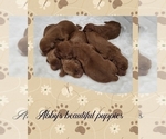 Small Photo #8 Goldendoodle Puppy For Sale in AZLE, TX, USA