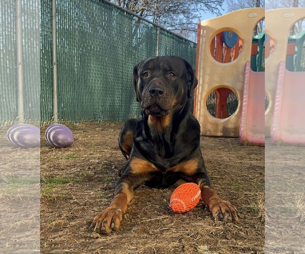 Medium Photo #7 Rottweiler-Unknown Mix Puppy For Sale in Westwood, NJ, USA