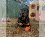 Small #6 Rottweiler Mix