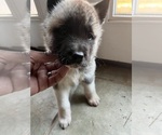 Small Photo #1 Akita Puppy For Sale in MEMORIAL SQUARE, GA, USA