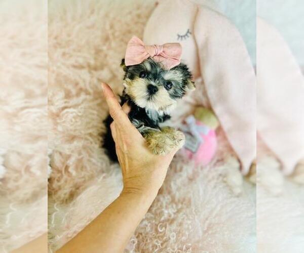 Medium Photo #6 Morkie Puppy For Sale in SOUTH PALM BEACH, FL, USA