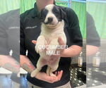 Small #5 Labrador Retriever Mix