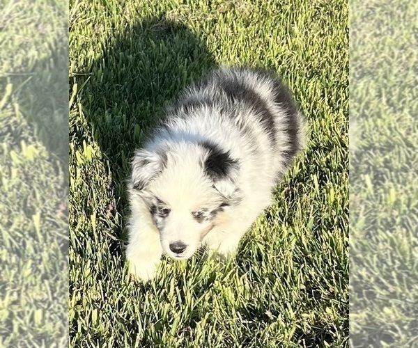 Medium Photo #16 Shetland Sheepdog Puppy For Sale in FORT MORGAN, CO, USA