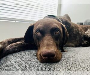 German Shorthaired Pointer Dogs for adoption in Menlo Park, CA, USA