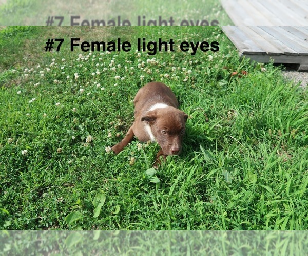 Medium Photo #3 Sheprador Puppy For Sale in ELGIN, IL, USA