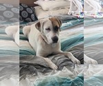 Small #1 Mutt