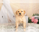 Small Photo #1 Golden Retriever Puppy For Sale in WARSAW, IN, USA
