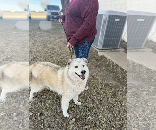 Medium Photo #5 Siberian Husky-Unknown Mix Puppy For Sale in Grafton, WI, USA