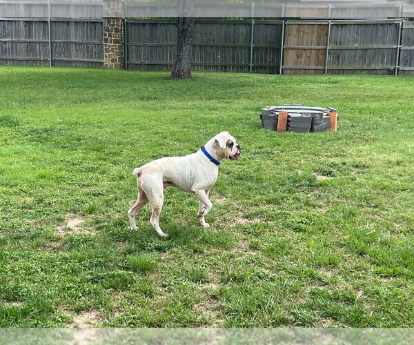 Medium Photo #4 Boxer Puppy For Sale in Austin, TX, USA