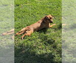 Small #4 Dachshund Mix