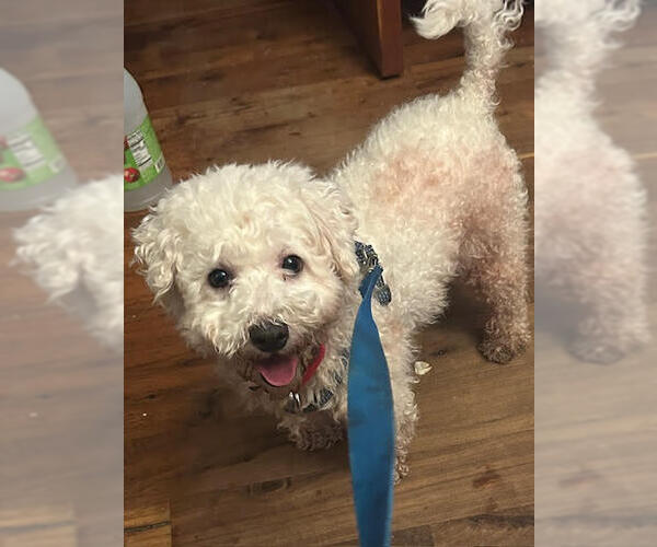 Medium Photo #1 Bichon Frise-Unknown Mix Puppy For Sale in Farmington, MN, USA