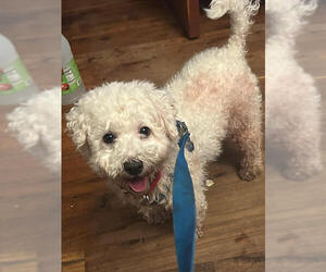 Bichon Frise-Unknown Mix Dogs for adoption in Farmington, MN, USA