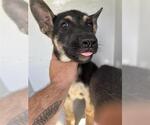 Small German Shepherd Dog
