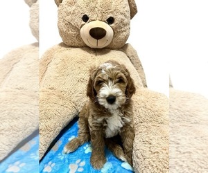 Goldendoodle Puppy for sale in LOCKPORT, IL, USA