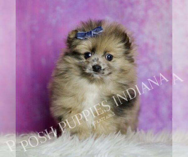 Medium Photo #5 Pomeranian Puppy For Sale in WARSAW, IN, USA