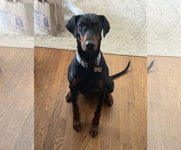 Medium Photo #15 Doberman Pinscher Puppy For Sale in Minneaoplis, MN, USA