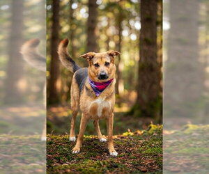 German Shepherd Dog-Unknown Mix Dogs for adoption in Belleville, IL, USA