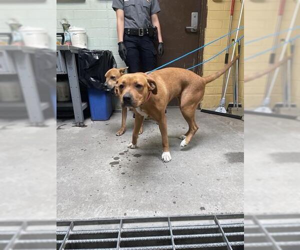 Medium Photo #1 Mutt Puppy For Sale in Stockton, CA, USA