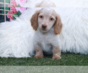 Dachshund Puppy for sale in MARIETTA, GA, USA