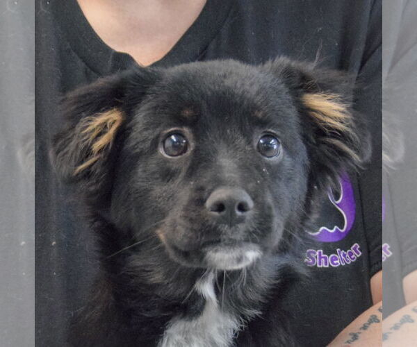 Medium Photo #5 Border-Aussie Puppy For Sale in Huntley, IL, USA