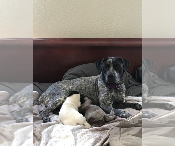 Medium Photo #1 German Shorthaired Pointer Puppy For Sale in FLORISSANT, CO, USA