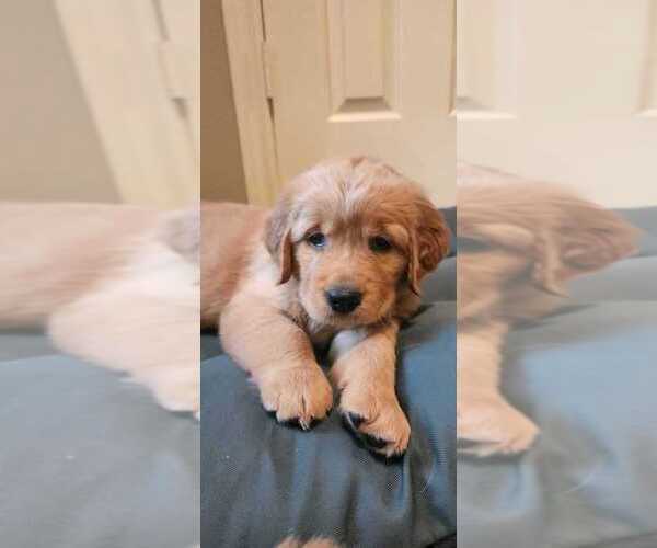 Medium Photo #3 Golden Retriever Puppy For Sale in KINGWOOD, TX, USA