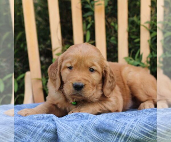 Medium Photo #3 Golden Irish Puppy For Sale in BLAIN, PA, USA