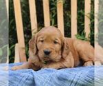 Small #2 Golden Irish