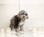 Small Photo #3 Goldendoodle (Miniature) Puppy For Sale in WARSAW, IN, USA