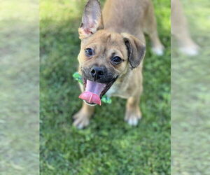 Puggle Dogs for adoption in Phoenix, AZ, USA