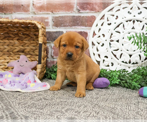Labrador Retriever Puppy for sale in SYRACUSE, IN, USA
