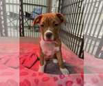 Small American Staffordshire Terrier Mix