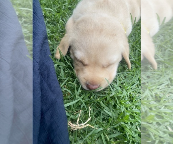 Medium Photo #3 Labrador Retriever Puppy For Sale in Cessnock, New South Wales, Australia