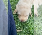 Small #2 Labrador Retriever