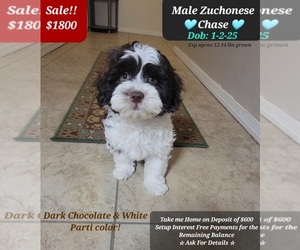 Havanese-Zuchon Mix Puppy for sale in TUCSON, AZ, USA