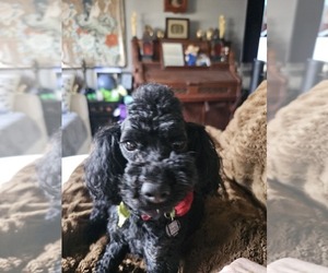 Mother of the Poodle (Miniature) puppies born on 12/24/2025