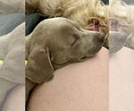 Small Photo #12 American Staffordshire Terrier-Unknown Mix Puppy For Sale in Brewster, NY, USA