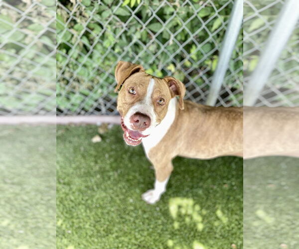 Medium Photo #1 Mutt Puppy For Sale in Rowlett, TX, USA