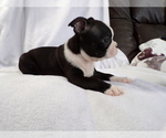 Small #2 Boston Terrier