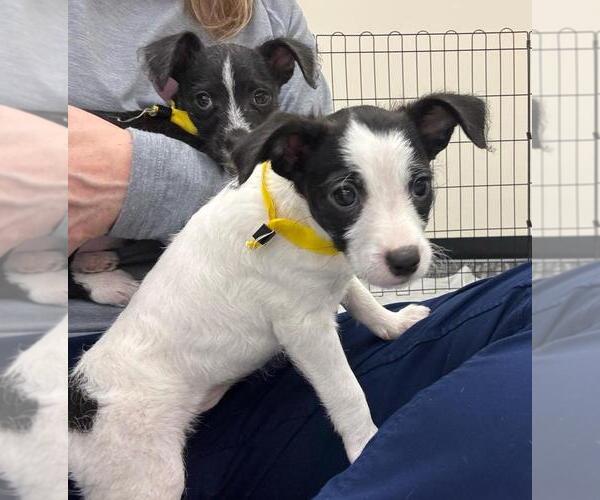 Medium Photo #2 Chihuahua-Unknown Mix Puppy For Sale in Lakewood, CO, USA