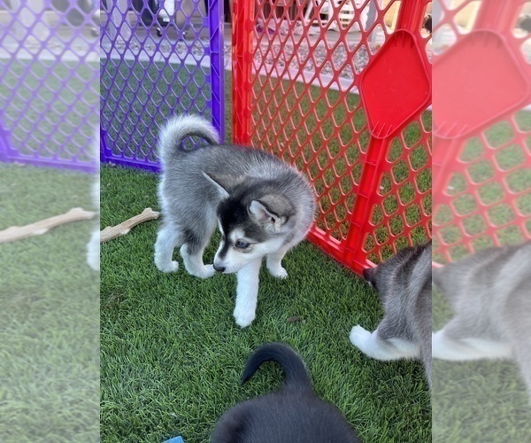 Medium Photo #1 Alaskan Klee Kai Puppy For Sale in SAN TAN VALLEY, AZ, USA